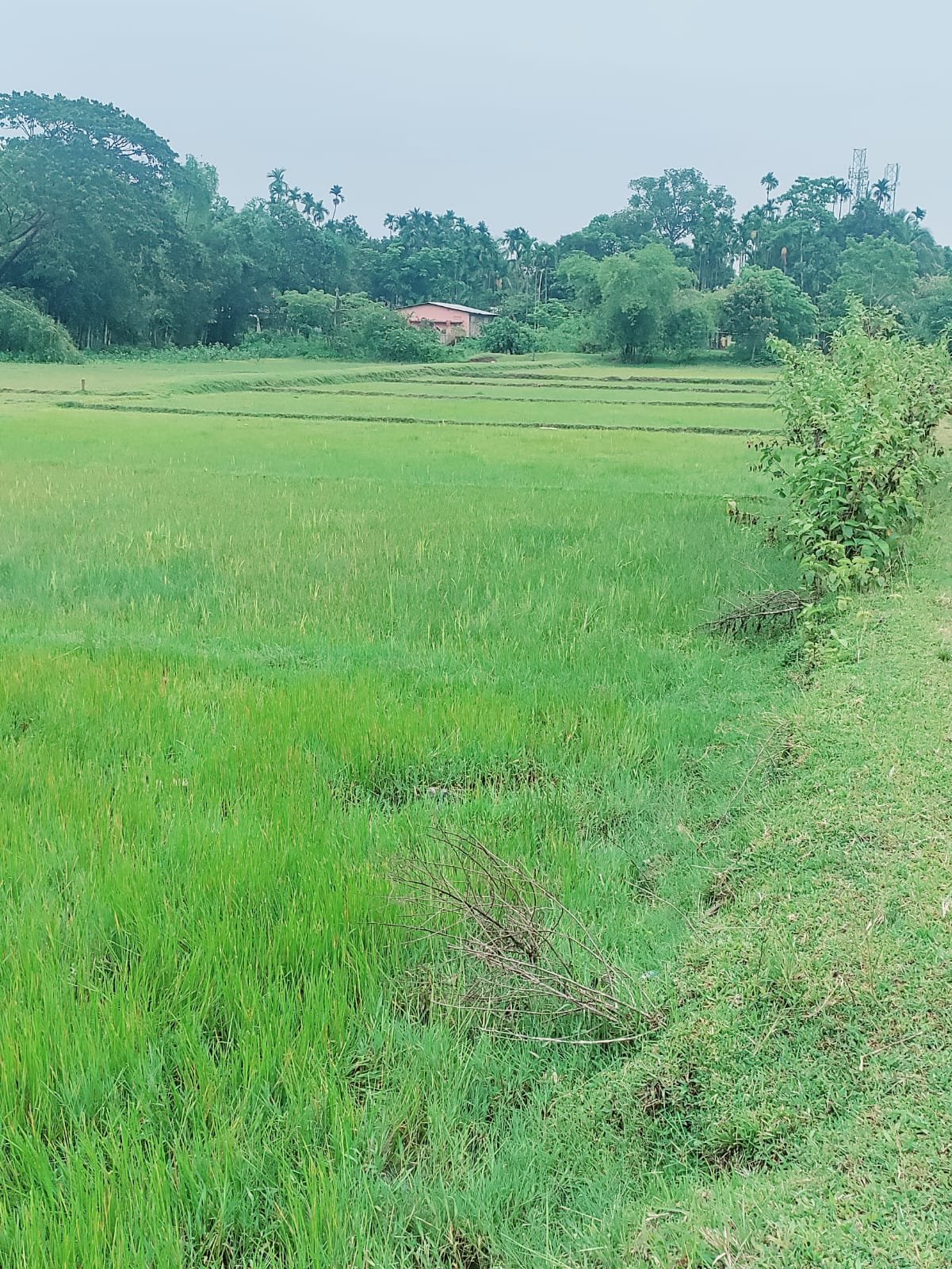 Plot for lease -City Silchar