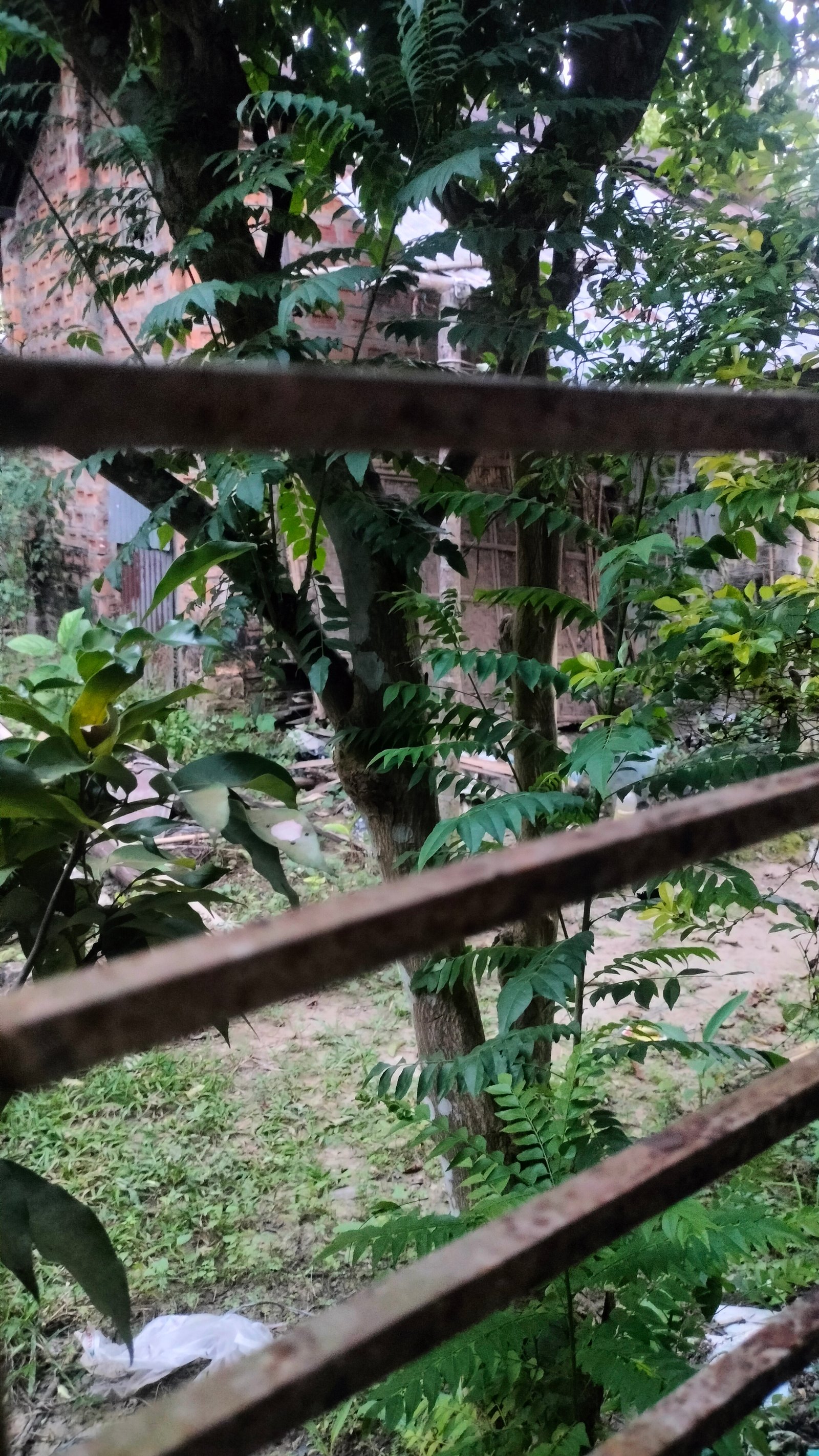 Assam type single Room